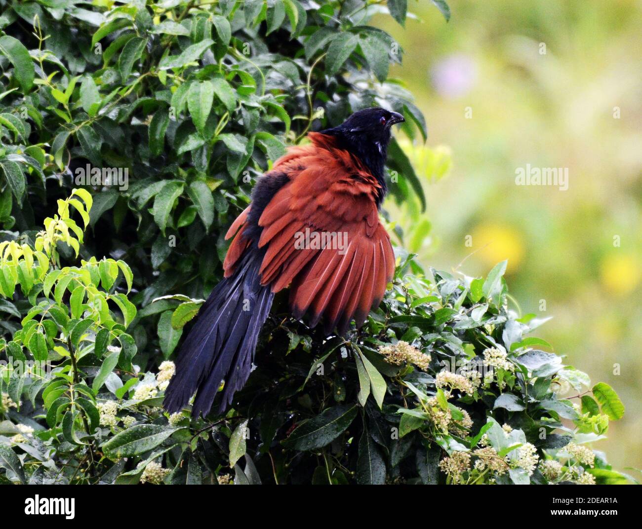 Un oiseau plus grand Coucal sur l'île Lamma à Hong Kong. Banque D'Images