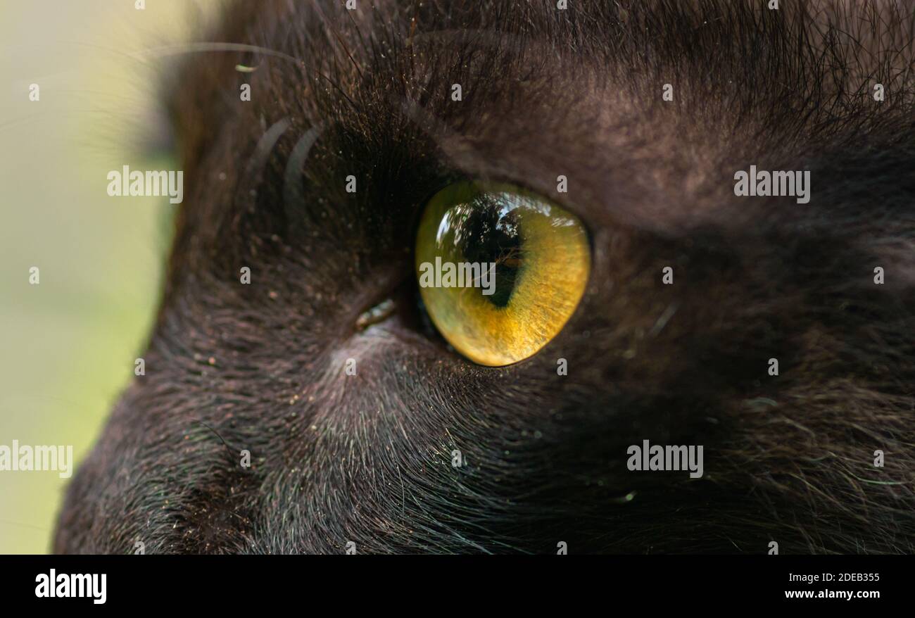 Oeil De Chat Bokeh Banque D Image Et Photos Alamy