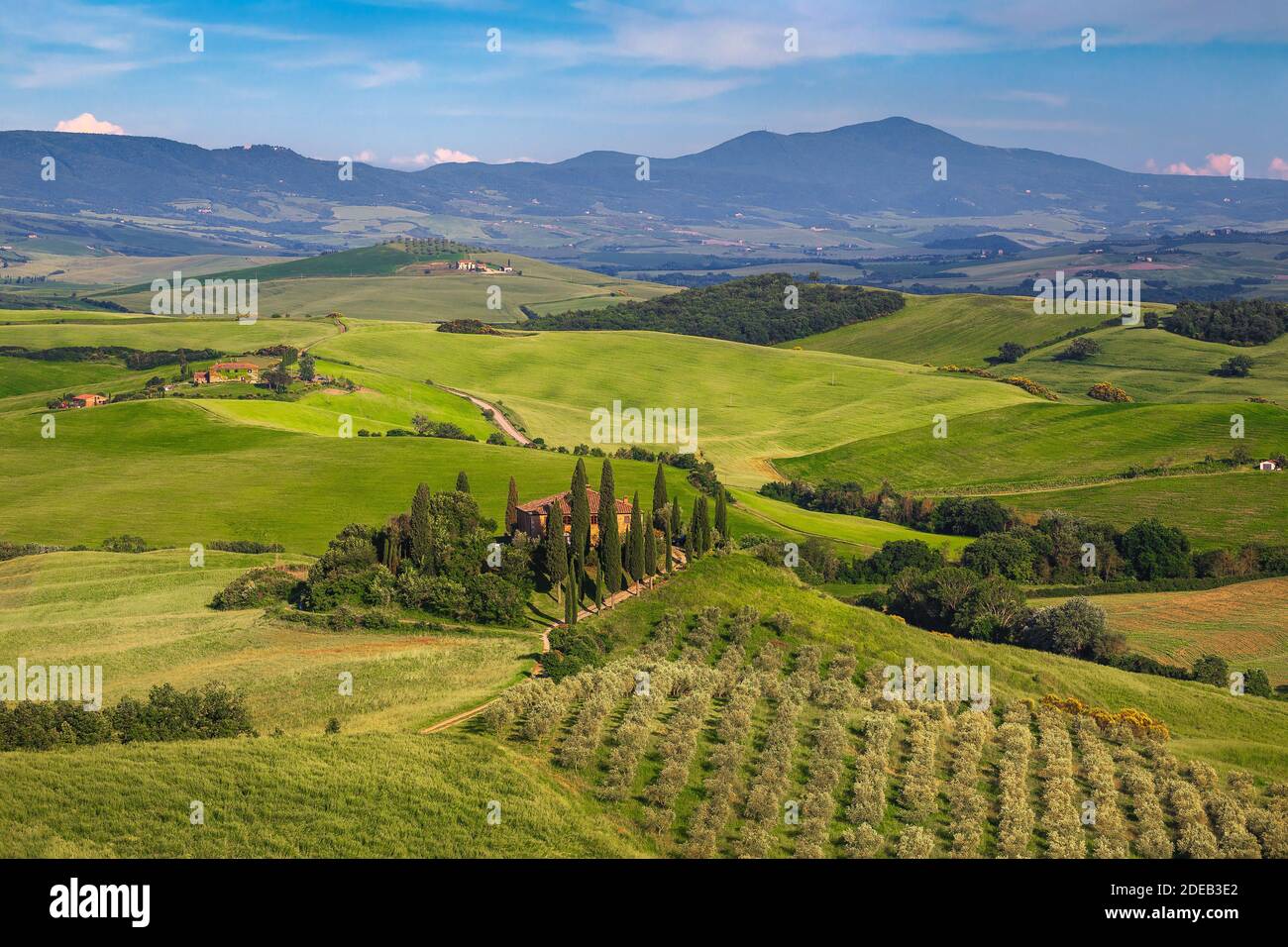 Paysage estival pittoresque avec route rurale dans les champs de céréales. Campagne Paysage toscan et plantation d'oliviers sur la colline, Italie, Europe Banque D'Images