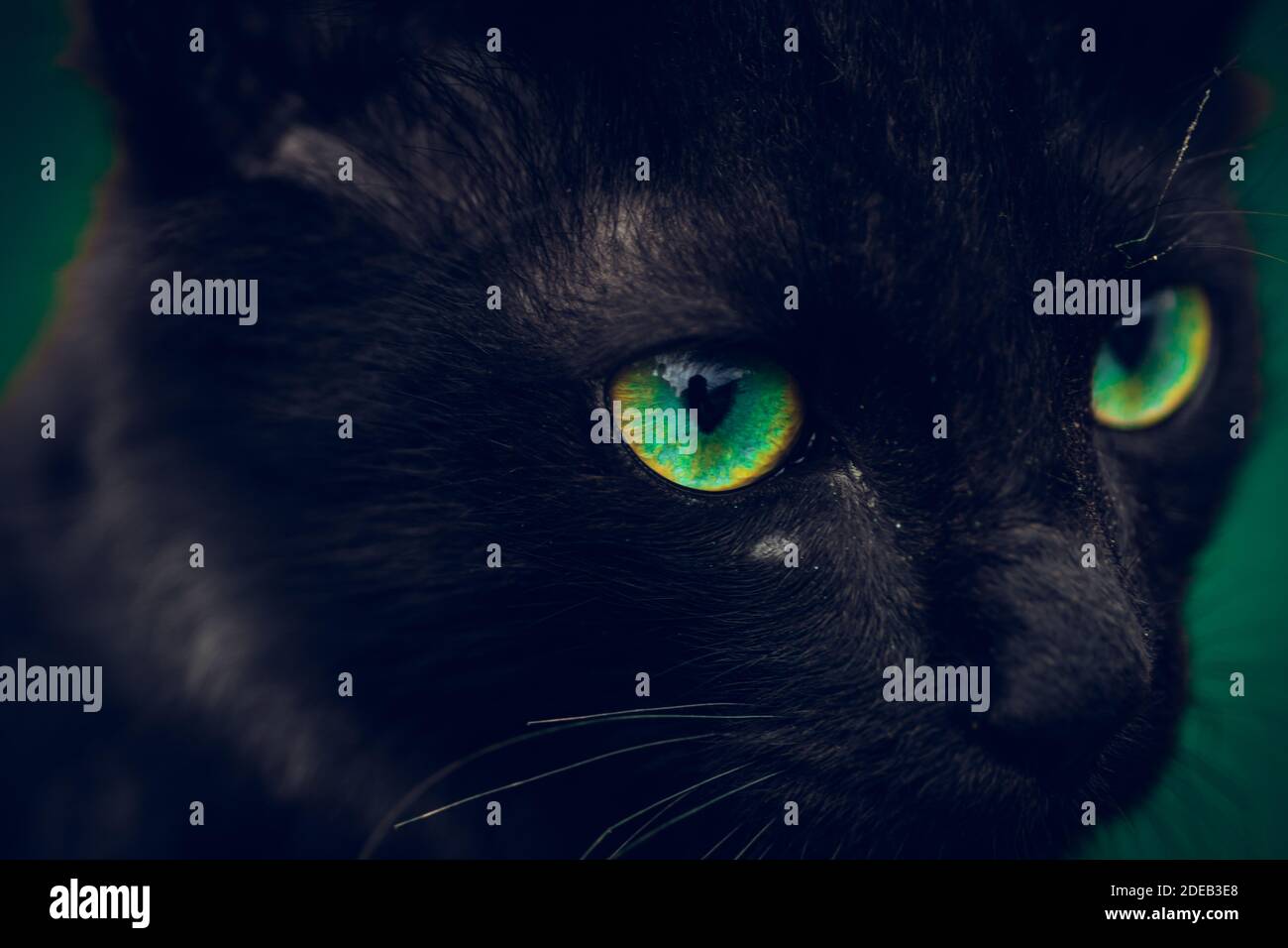 Chat Noir Avec Les Yeux Verts Eclatants Apparait Dans L Obscurite Les Jeunes Yeux De Petit Chat Net Focalises A L Avant L Intonation Regarder En Colere Gros Plan Visage Seulement Macro Photo Photo Stock Chat Noir Avec Les Yeux Verts Eclatants Apparait Dans L Obscurite Les Jeunes Yeux De Petit Chat Net Focalises A L Avant L Intonation Regarder En Colere Gros Plan Visage Seulement Macro Photo Photo Stock