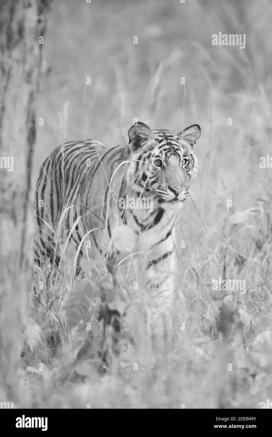 Le tigre du Bengale (Panthera tigris tigris) est originaire du sous-continent indien. Banque D'Images