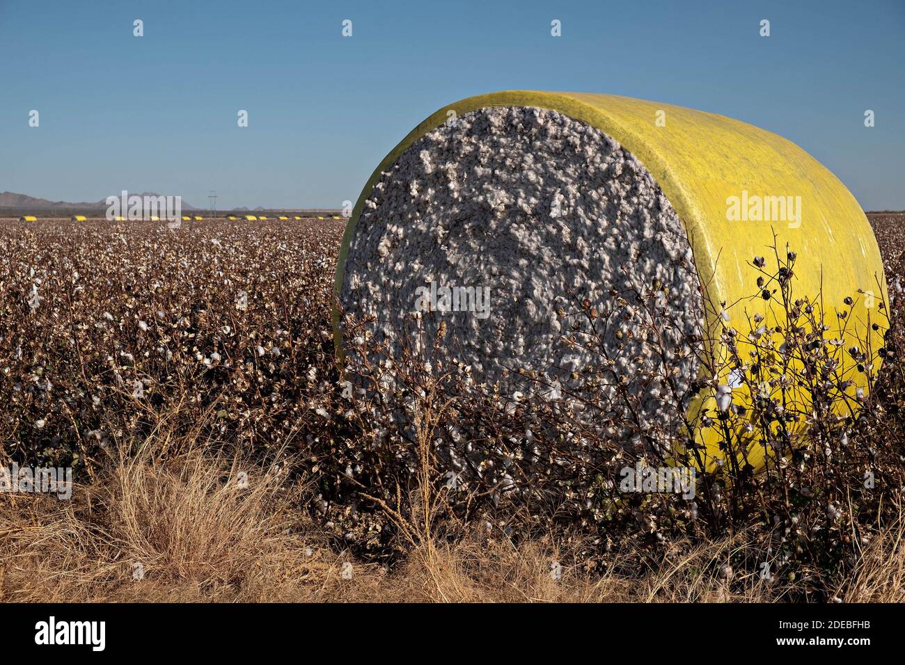 Tempe, Arizona, États-Unis. 29 novembre 2020. Le coton récolté par une presse à balles rondes se trouve dans un champ fraîchement cueilli près de Stansfield, Arizona, 11/29/20. Les balles rondes pèsent environ 5000 livres, ce qui produit environ 3.8 balles carrées. Crédit : Tom Story/ZUMA Wire/Alay Live News Banque D'Images