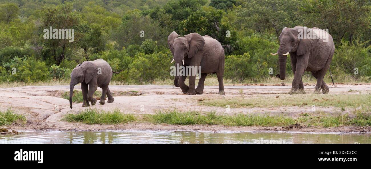 Panorama de la famille des éléphants d'afrique venant à une rivière pour boire dans le parc national Kruger, Afrique du Sud avec fond vert luxuriant de brousse Banque D'Images