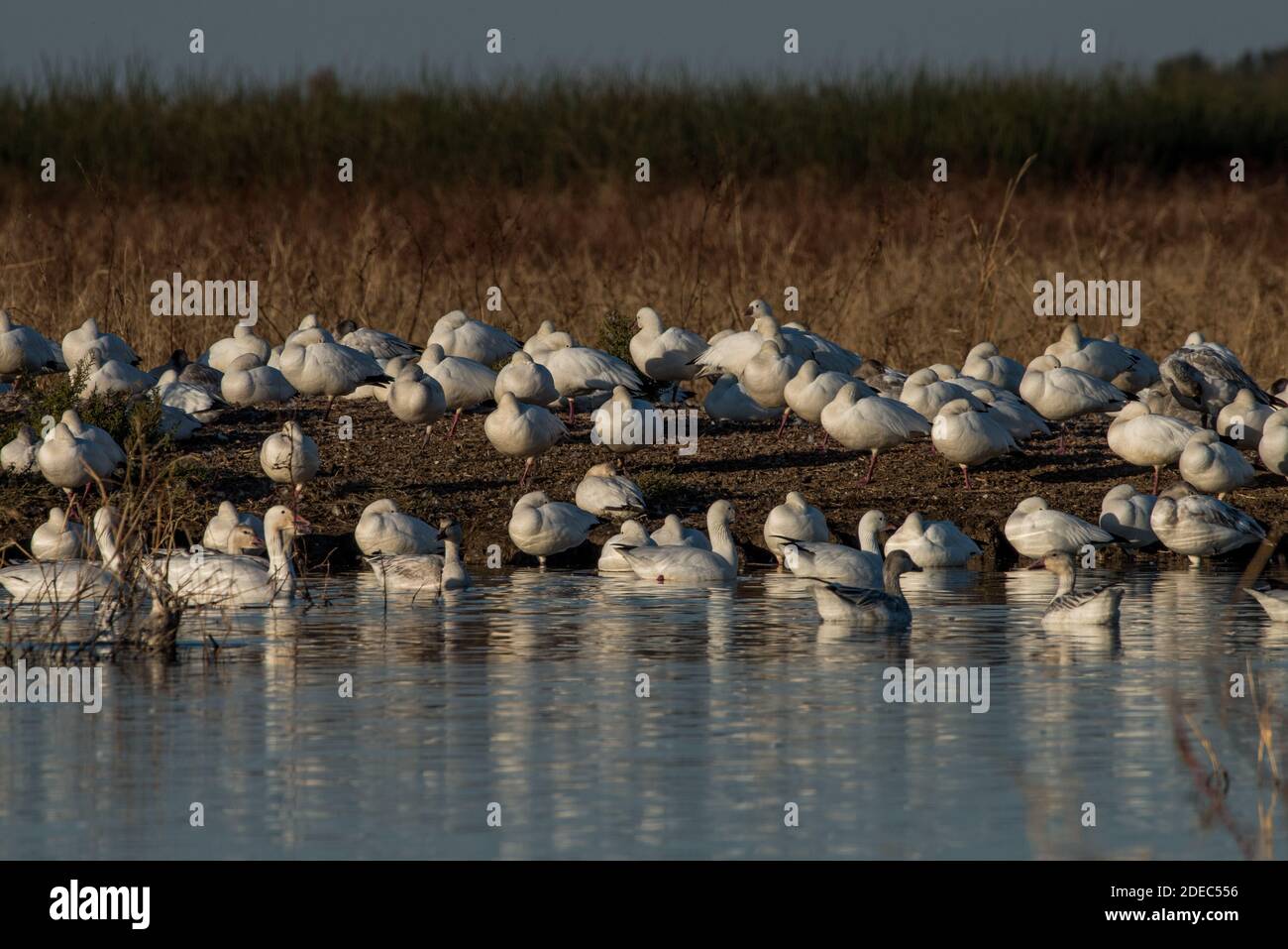 Les oies des neiges (Anser caerulescens) se rassemblent en grand nombre dans le refuge national de la faune de Sacramento en hiver, après avoir migré du Nord. Banque D'Images