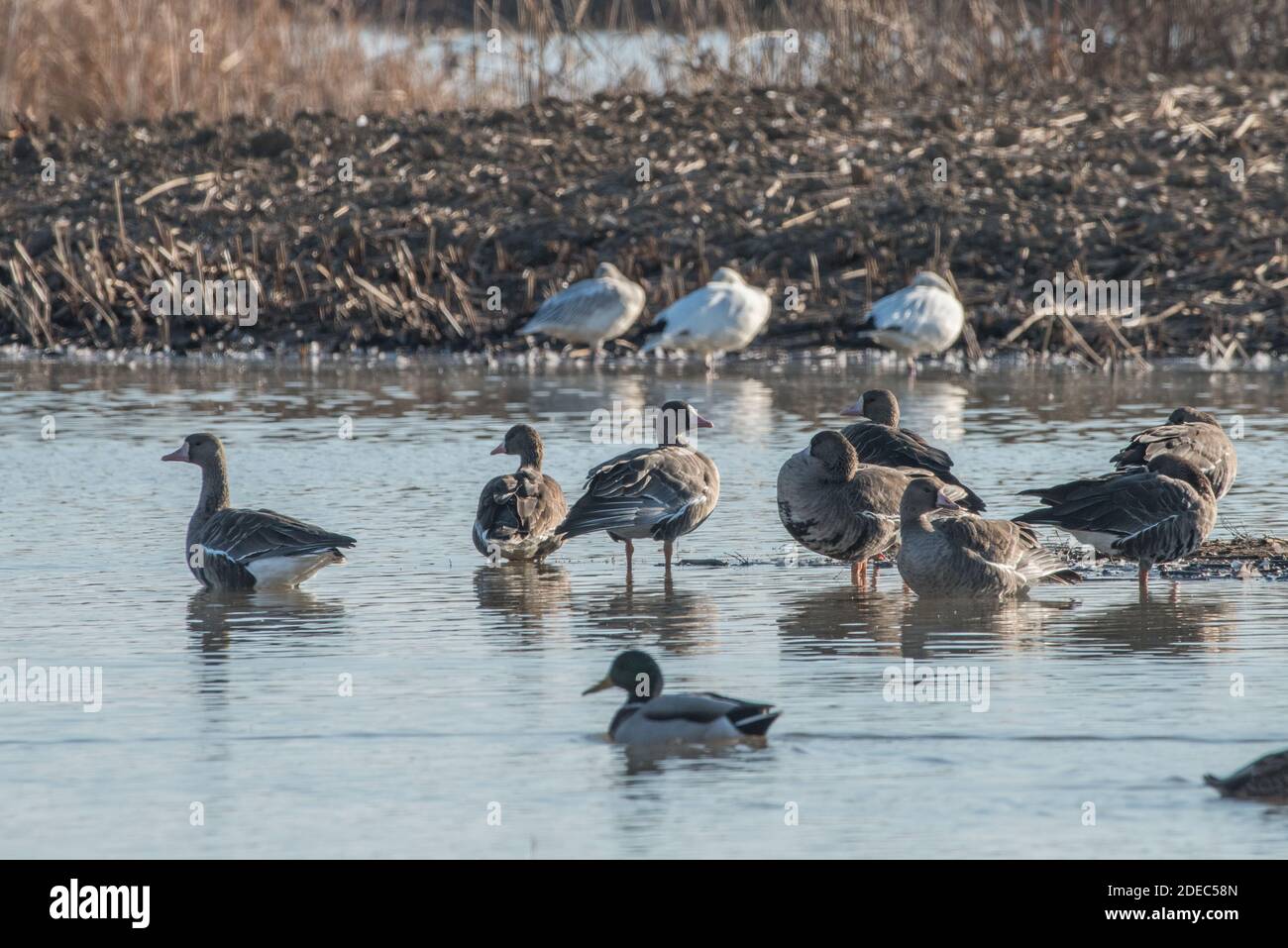Grande Oies à frontes blanches (Anser albifrons) au refuge national de la faune de Sacramento, dans la vallée centrale de Californie. Banque D'Images