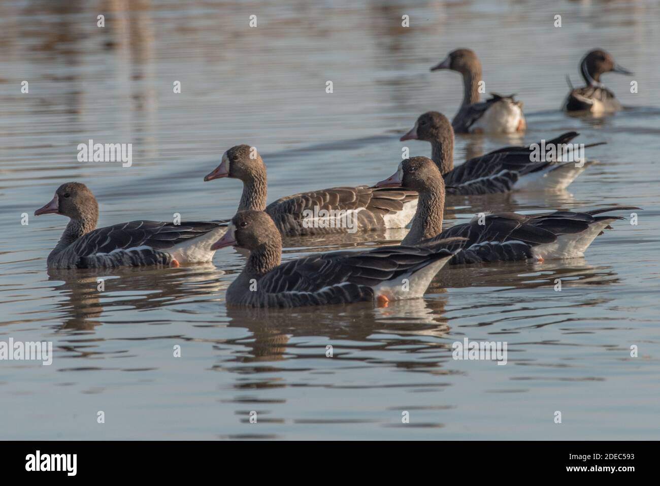 Grande Oies à frontes blanches (Anser albifrons) au refuge national de la faune de Sacramento, dans la vallée centrale de Californie. Banque D'Images