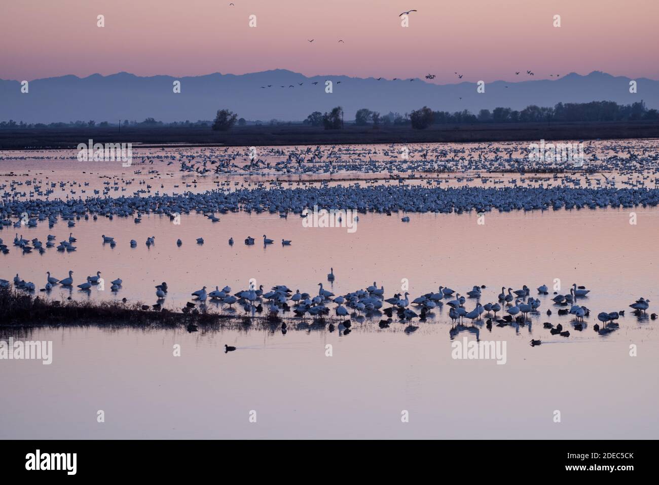 D'énormes troupeaux d'oies des neiges (Anser caerulescens) migrent vers le marais d'eau douce du refuge faunique de Sacramento, en Californie, à l'automne, pour passer l'hiver. Banque D'Images