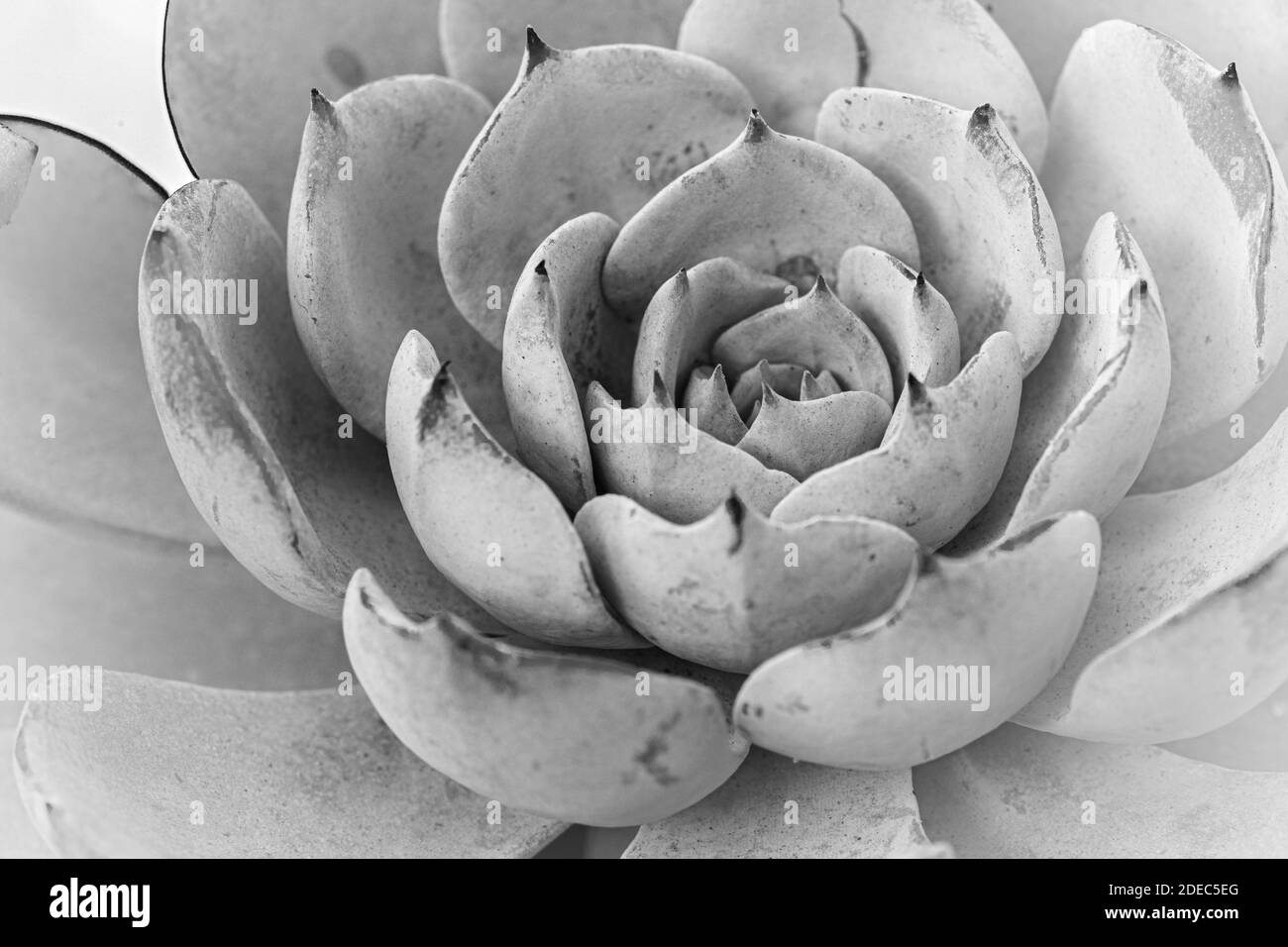 Gros plan en niveaux de gris d'une fleur succulente Banque D'Images