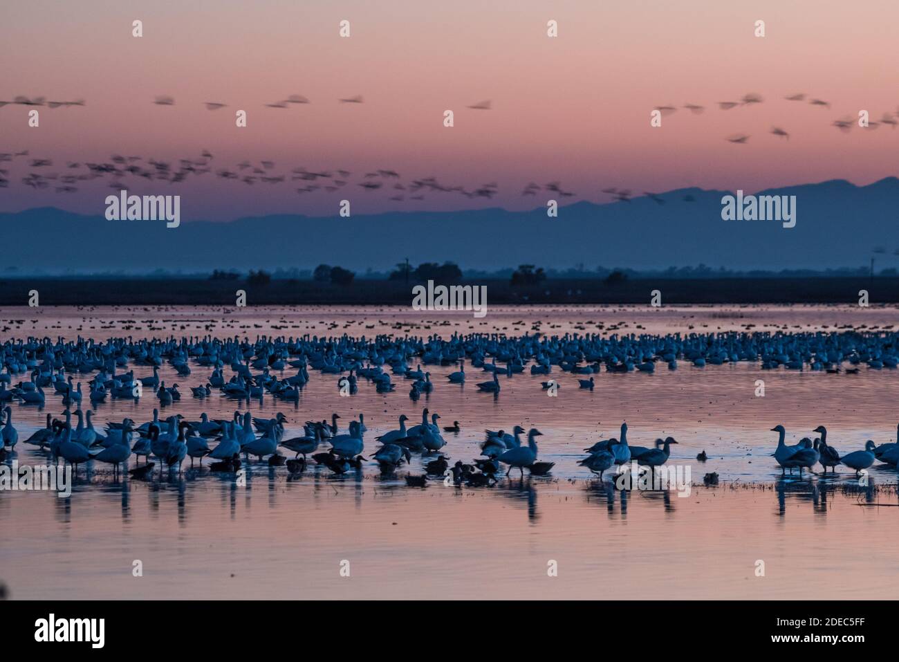 D'énormes troupeaux d'oies des neiges (Anser caerulescens) migrent vers le marais d'eau douce du refuge faunique de Sacramento, en Californie, à l'automne, pour passer l'hiver. Banque D'Images