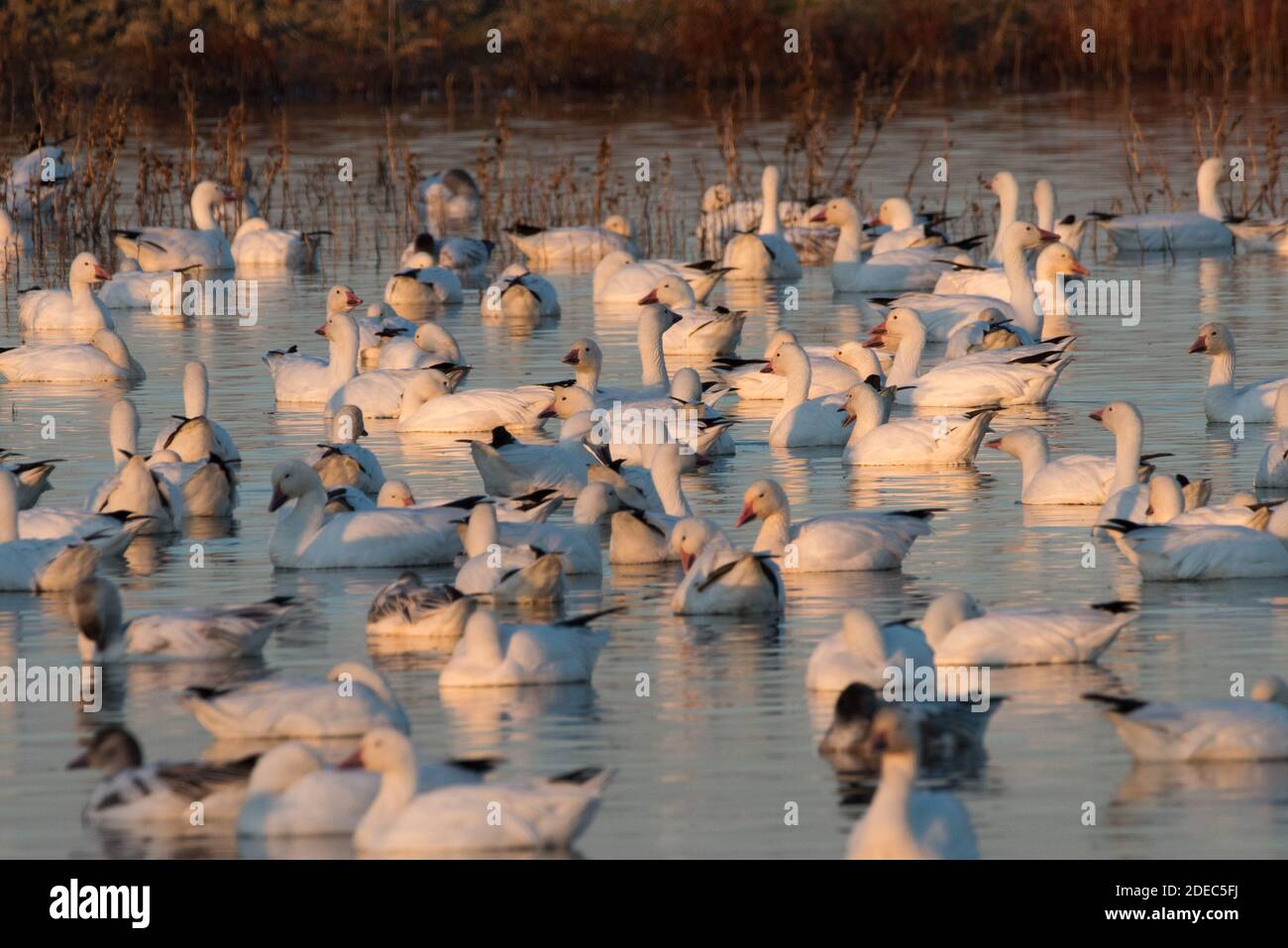 Les oies des neiges (Anser caerulescens) se rassemblent en grand nombre dans le refuge national de la faune de Sacramento en hiver, après avoir migré du Nord. Banque D'Images