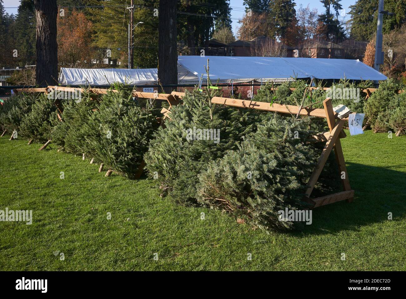 Arbres de Noël frais à vendre dans le lac Oswego, Oregon. Banque D'Images