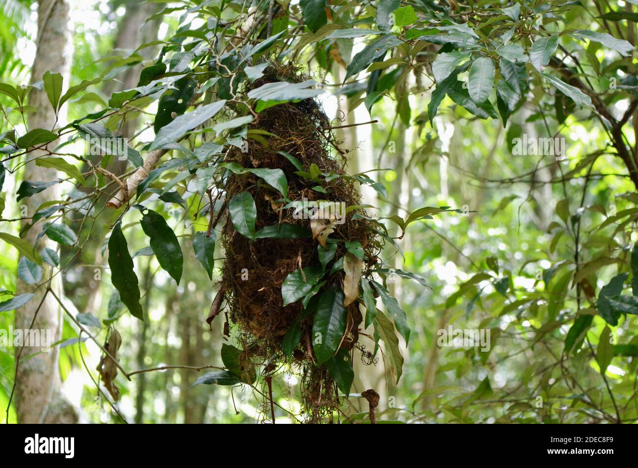 Châle blanc nid de wren Mary Cairncross Scenic Reserve Banque D'Images