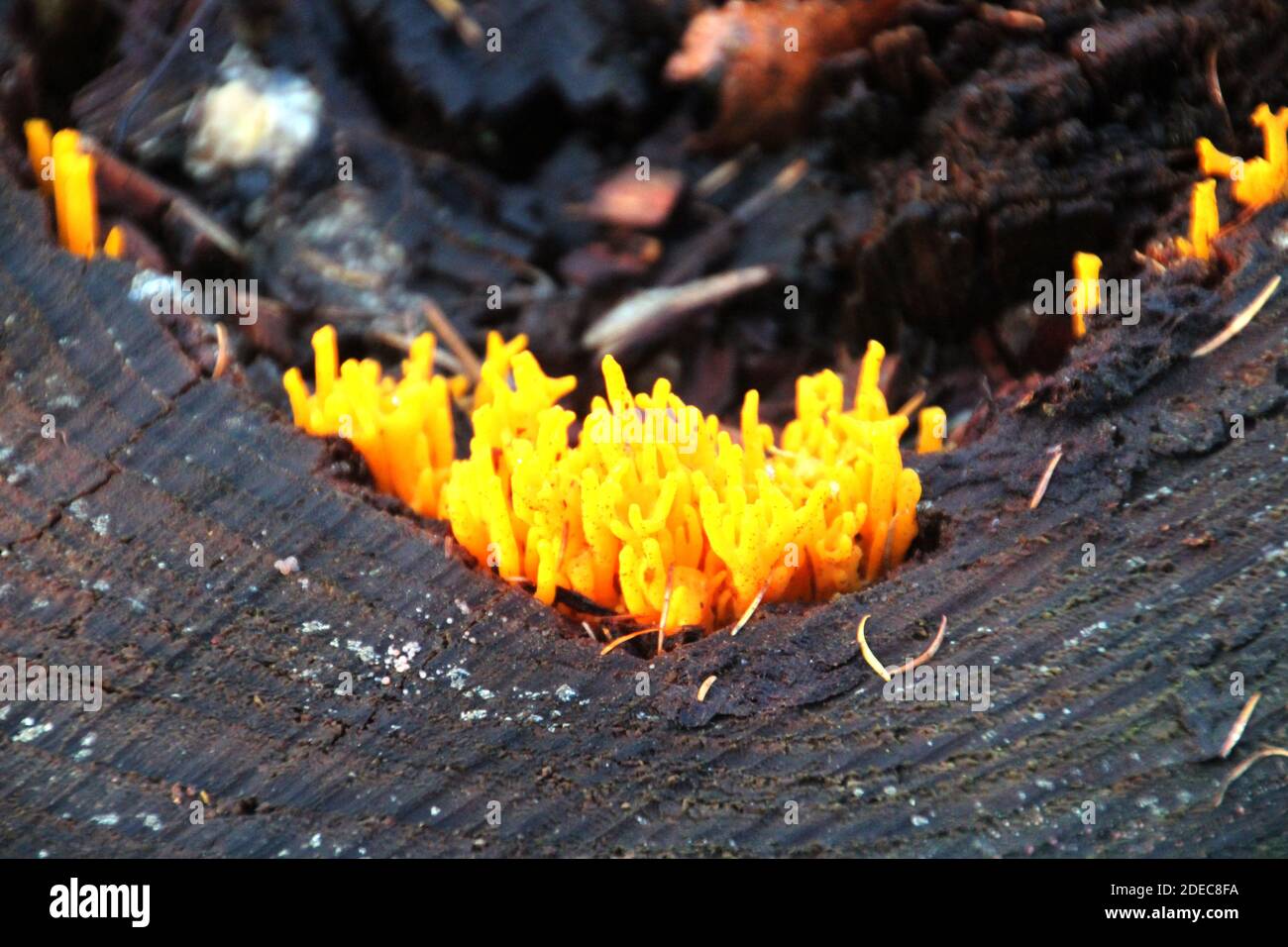 Le calocera viscosa, communément appelé le stagshorn jaune, est un champignon de gelée sur un tronc d'arbre Banque D'Images