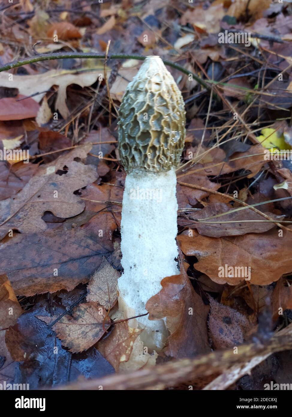 Phallus impudicus, connu familièrement comme la corne de rose commune dans le Kaapse Bossen à Utrecht Banque D'Images