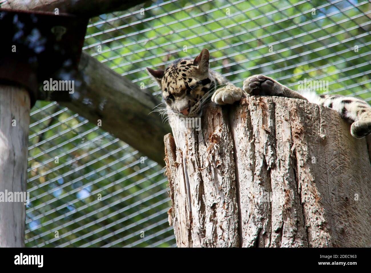 Léopard obscurci sur un tronc d'arbre dans son enceinte à Zoo d'Ouweways à Rhenen, pays-Bas Banque D'Images