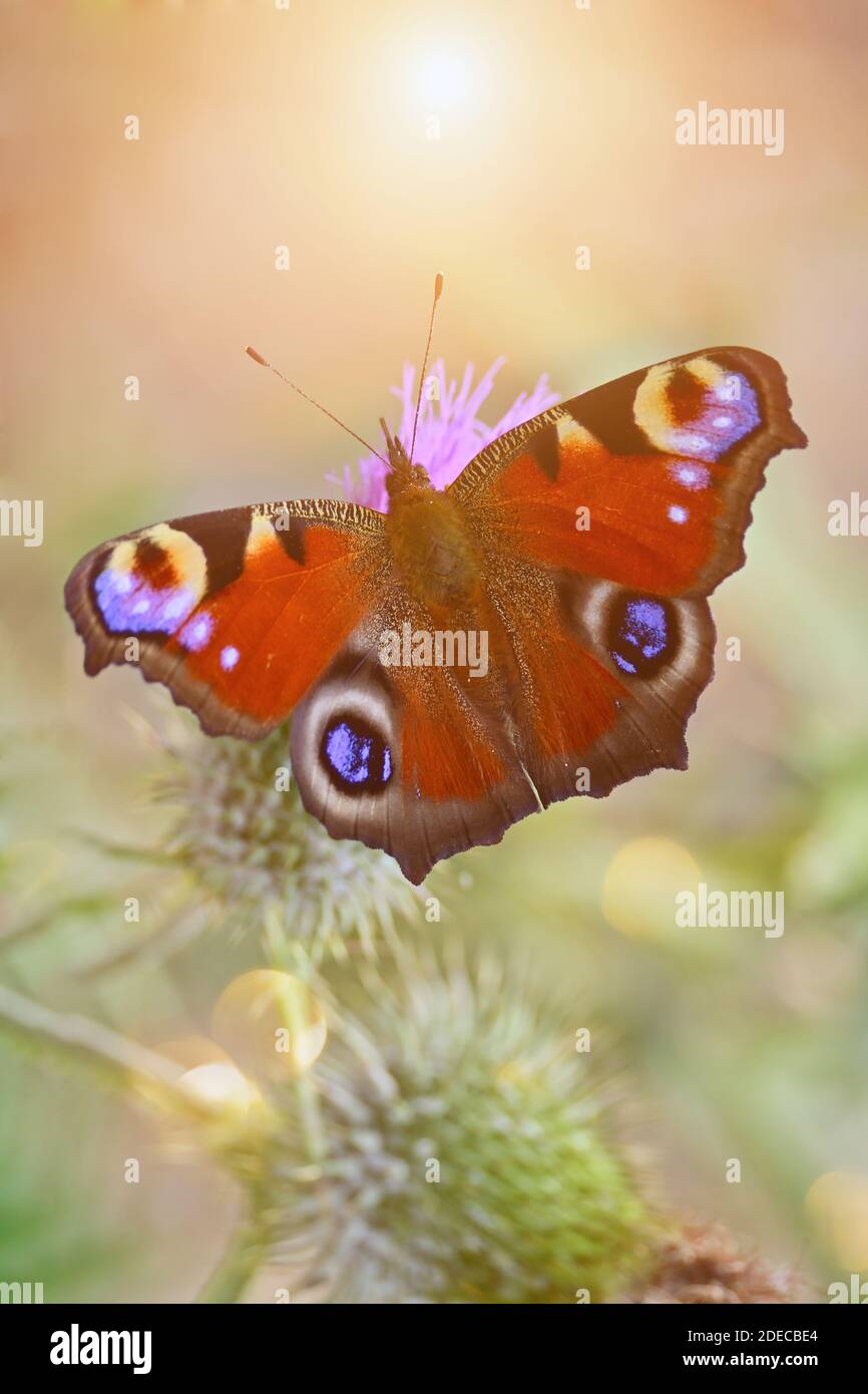 Beau papillon rouge sur un chardon à fleur rose. Aglais io, paon papillon en gros plan. Banque D'Images