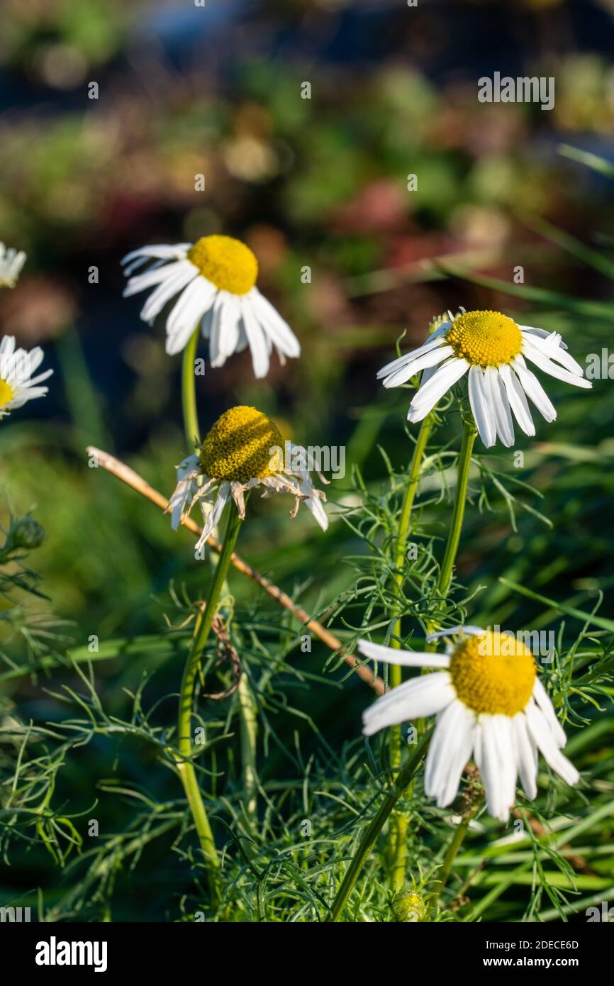 La véritable camomille, Matricaria camomilla, est une espèce de la famille composite. Elle est originaire de toute l'Europe. C'est une plante médicinale qui est principalement Banque D'Images