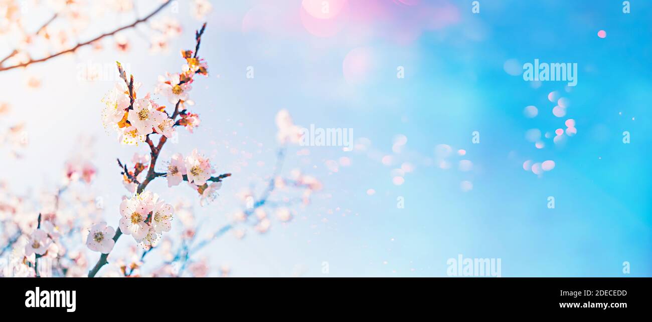 Concept Hello Spring. Arbre de fruits en fleur avec lentille de bokeh évasé sur fond ensoleillé de ciel Banque D'Images