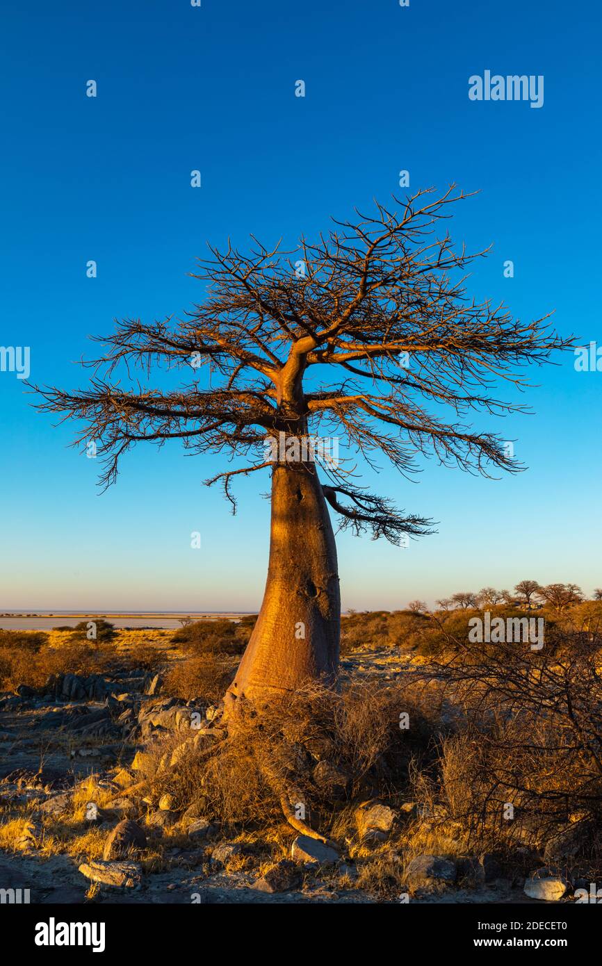 Jeune baobab isolé sur l'île de Kubu Banque D'Images