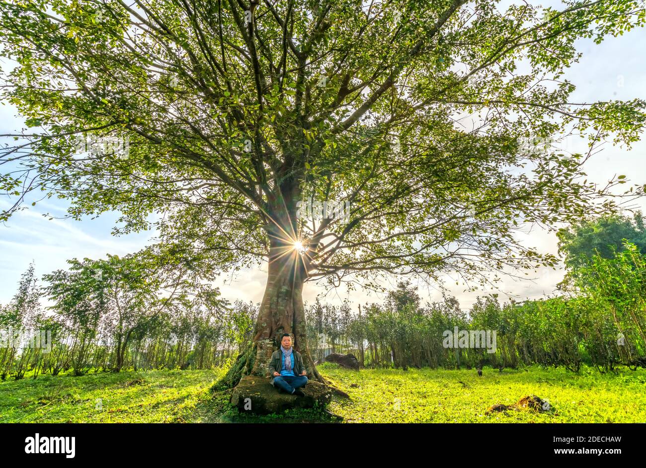 L'ancien arbre de Bodhi est dans le temps de l'évolution des feuilles en hiver quand le soleil brille à travers l'arborescence d'accueillir le nouveau jour dans les hauts plateaux du Vietnam Banque D'Images