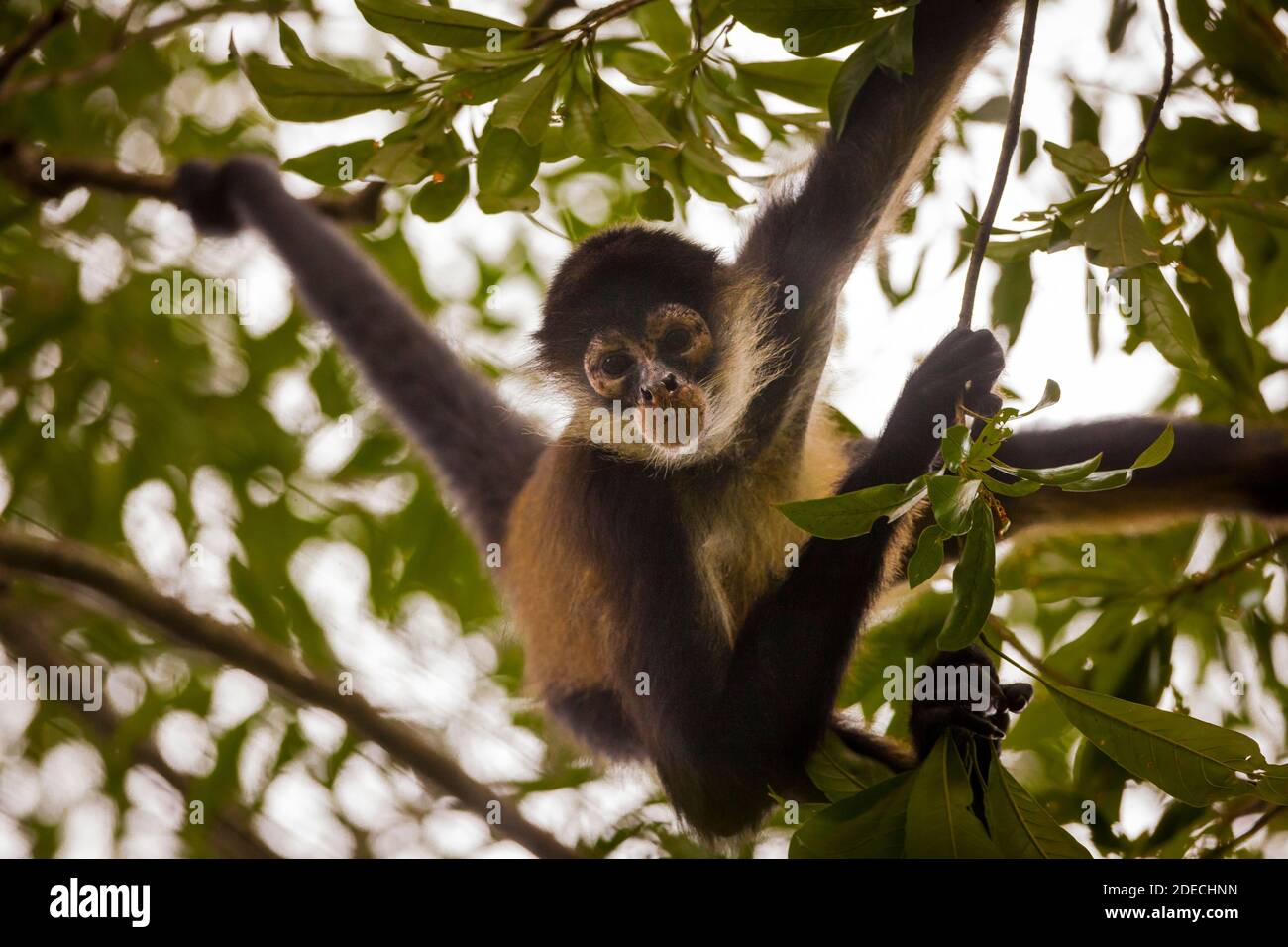 Panama faune avec Azuero Spider Monkey, Ateles geoffroyi azuerensis, à l'intérieur de la forêt tropicale du parc national Cerro Hoya, province de Veraguas, Panama. Banque D'Images