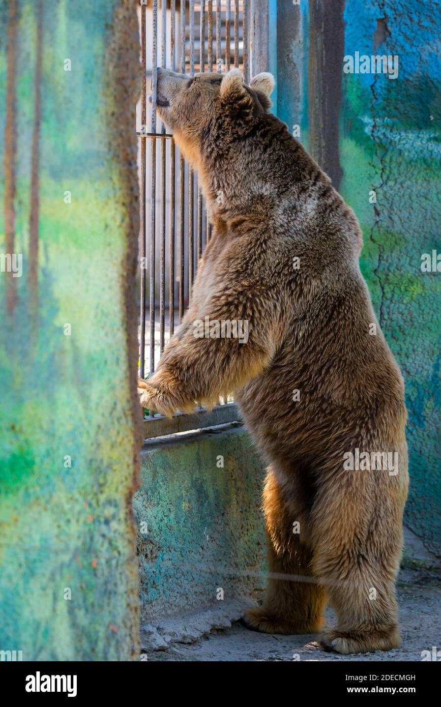 Ours brun eurasien ou Ursus arctos arctos, également connu sous le nom de l'ours brun Banque D'Images