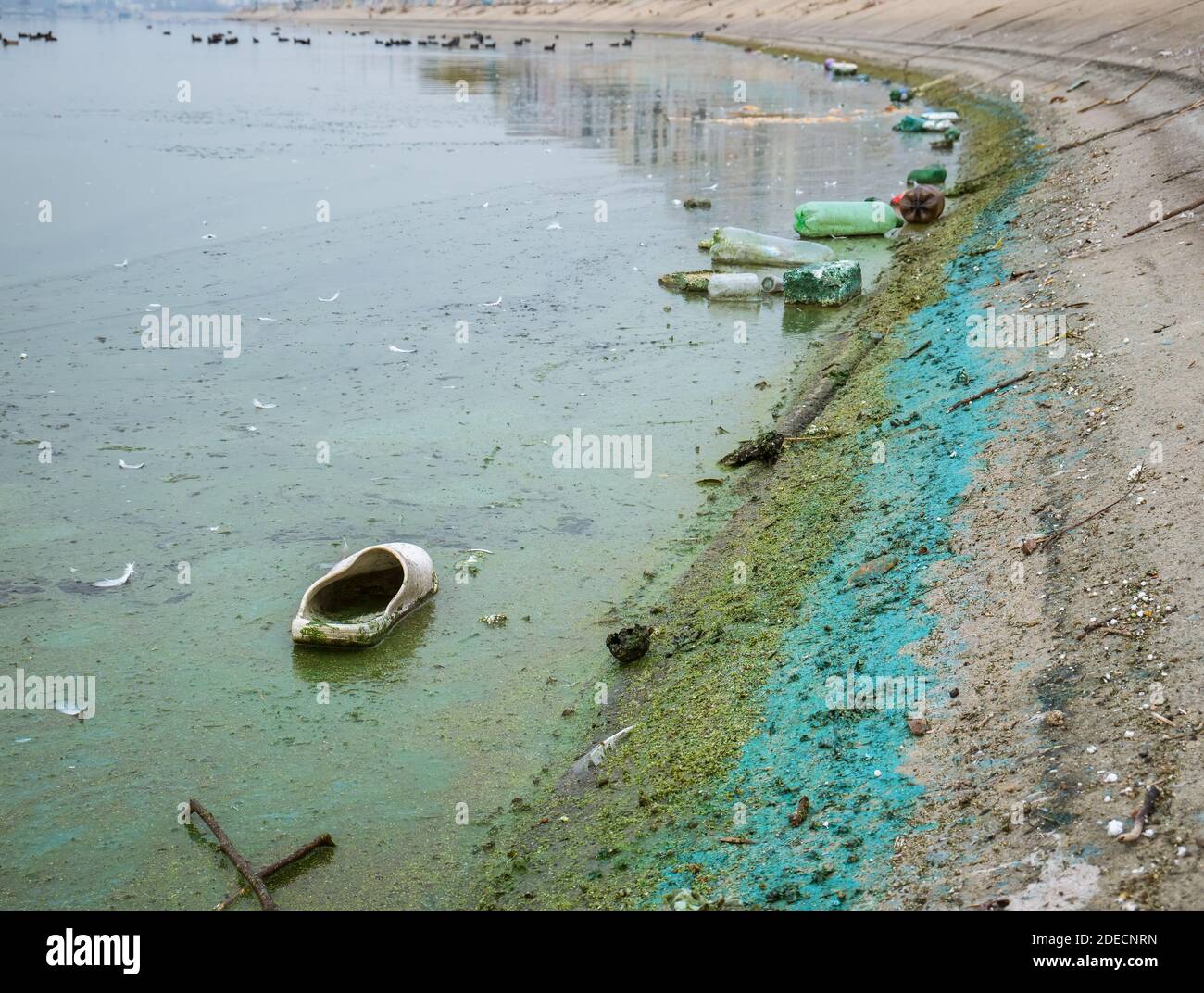 Bouteilles et ordures en plastique pour animaux flottant sur l'eau du lac Dambovita (Lacul Morii) à Bucarest, Roumanie Banque D'Images