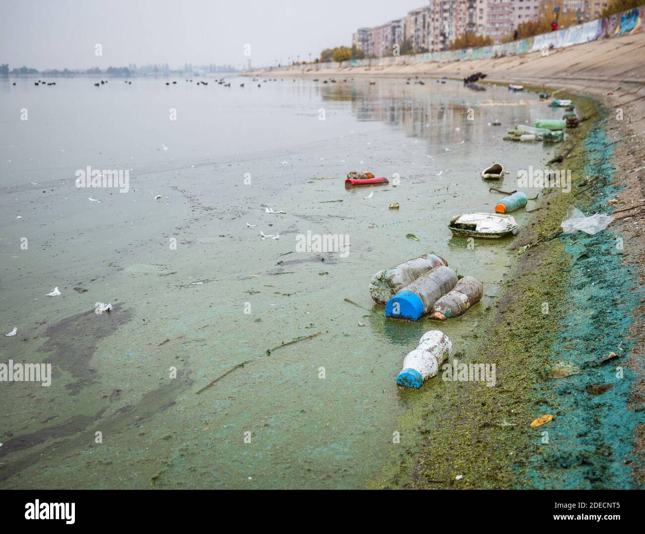 Bouteilles et ordures en plastique pour animaux flottant sur l'eau du lac Dambovita (Lacul Morii) à Bucarest, Roumanie Banque D'Images