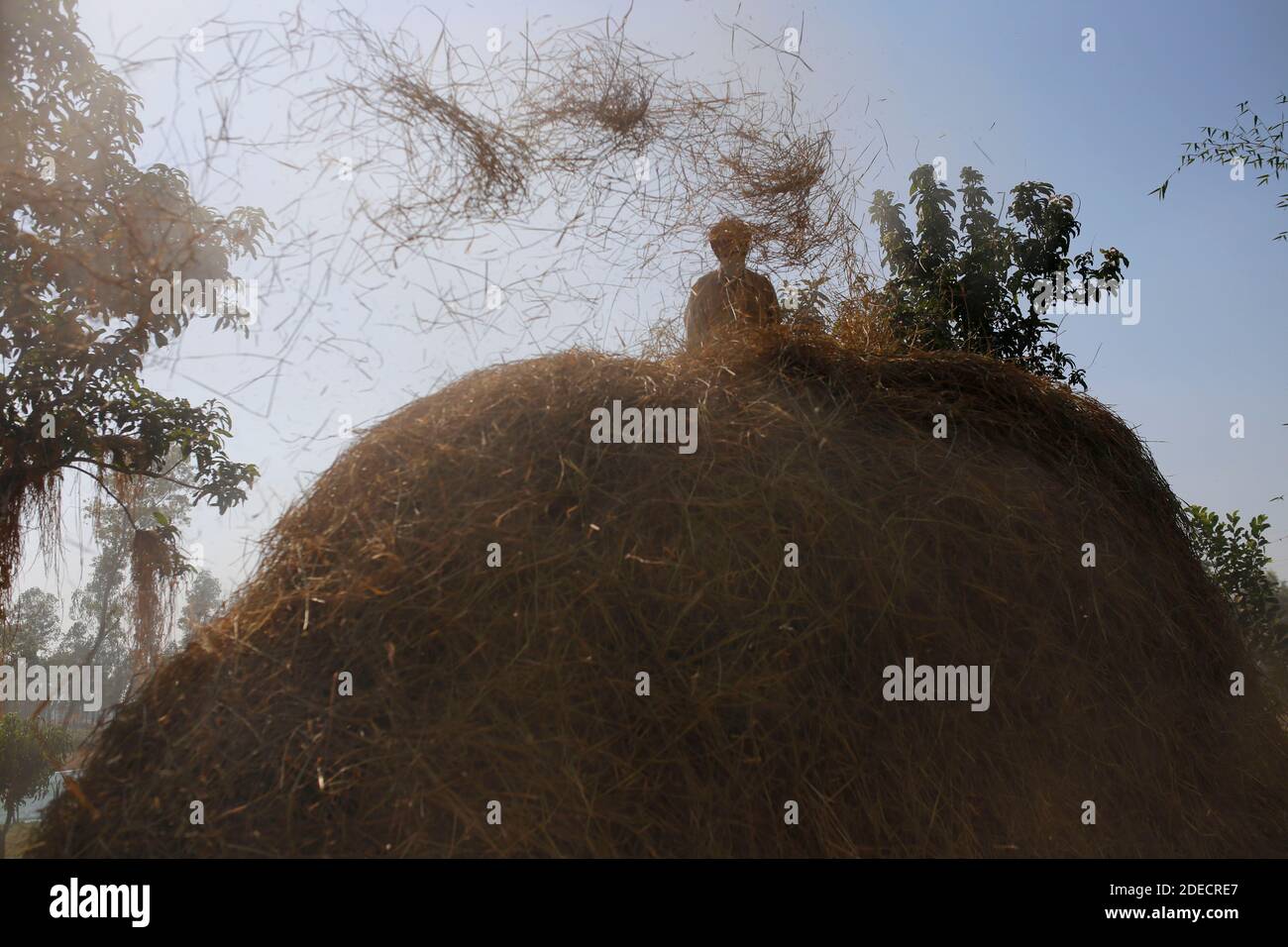 Naogaon, Bangladesh. 30 novembre 2020. Récolte de paddy par les agriculteurs avec une machine automatique à Dhamoirhat dans le district de Naogaon. Les machines automatiques fabriquées localement sont très populaires dans les zones rurales de ce quartier. En conséquence, les agriculteurs peuvent battre le paddy très rapidement. Crédit : MD Mehedi Hasan/ZUMA Wire/Alamy Live News Banque D'Images