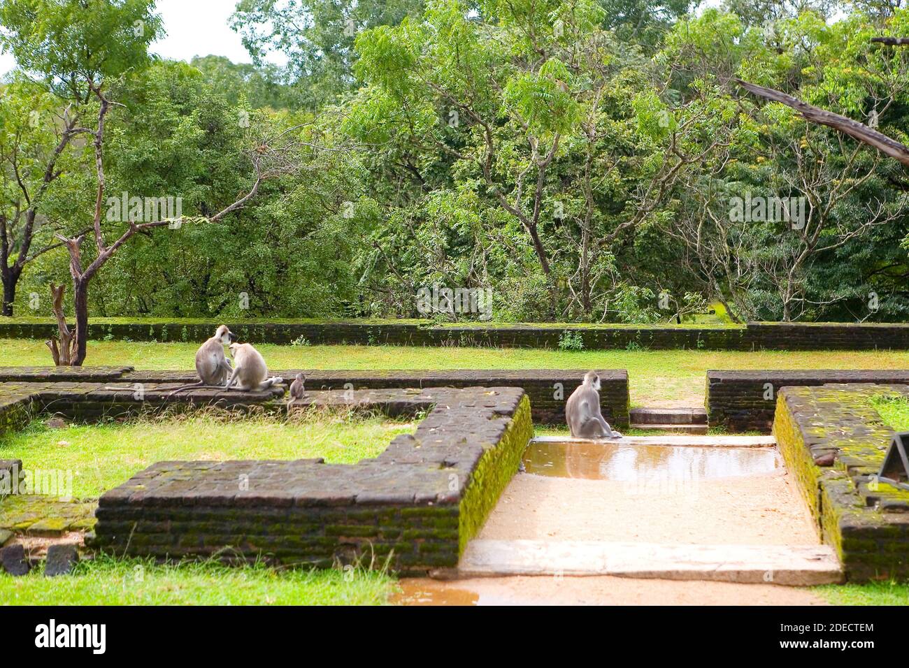 Singes sauvages avec un cub parmi les ruines antiques. Polonnaruwa au Sri Lanka. Banque D'Images