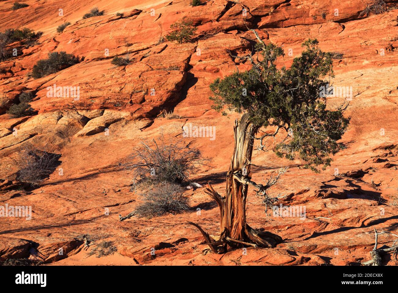 Géographie / Voyage, Etats-Unis, Juniper Tree, Juniperus, Juniper Tree, American jackal flander North, Sandst, Additional-Rights-Clearance-Info-not-available Banque D'Images