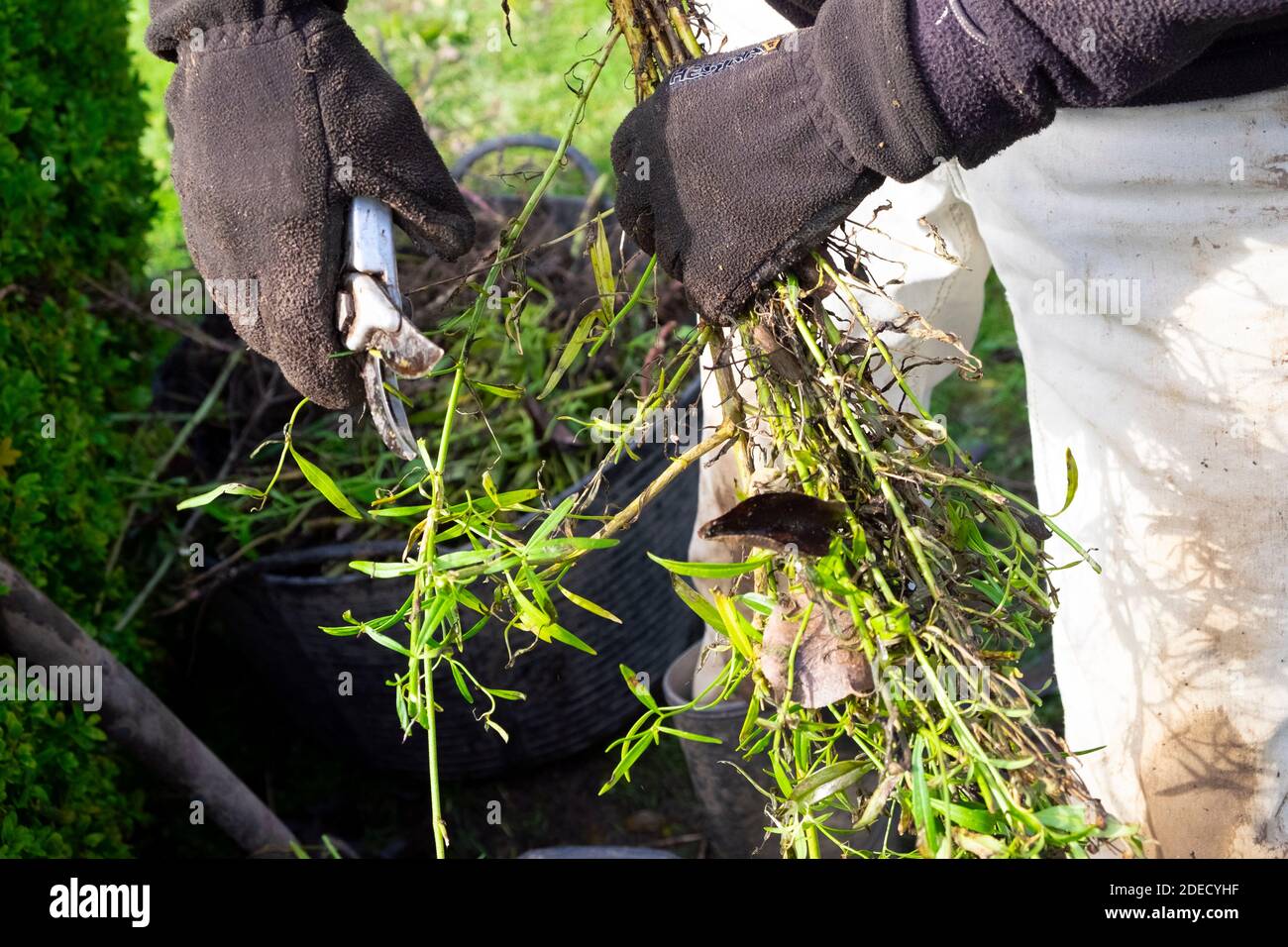 Jardinier coupant des tiges de plantes avec sécateurs et gants d'hiver gros plan pour le compost de jardin en automne Carmarthenshire Wales UK KATHY DEWITT Banque D'Images
