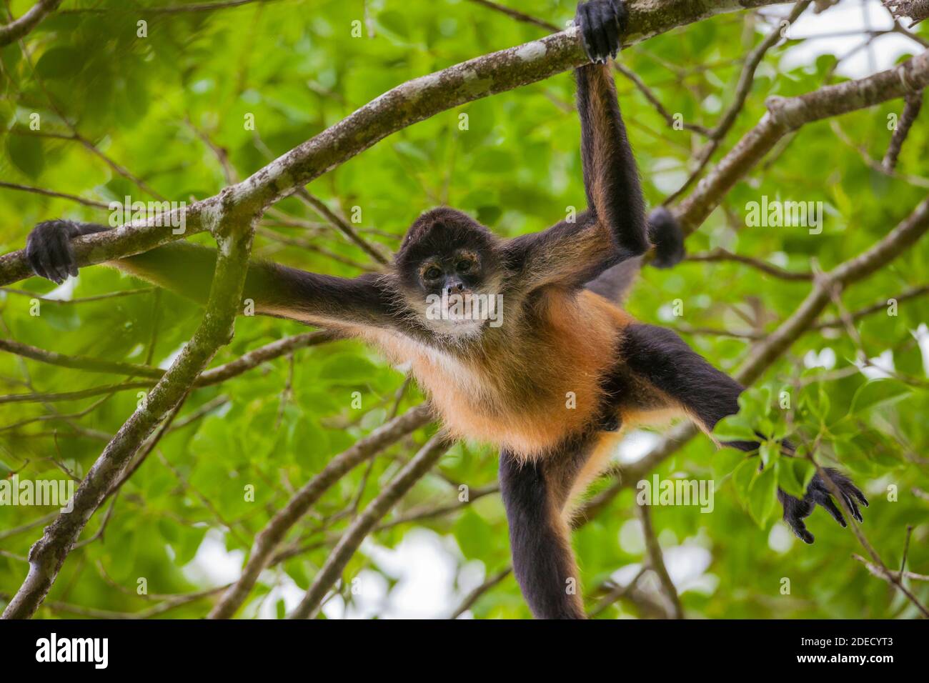 Singe Araignée Azuero, Ateles geoffroyi azuerensis, à l'intérieur de la forêt tropicale dense de Cerro Hoya national park, province de Veraguas, République du Panama. Banque D'Images