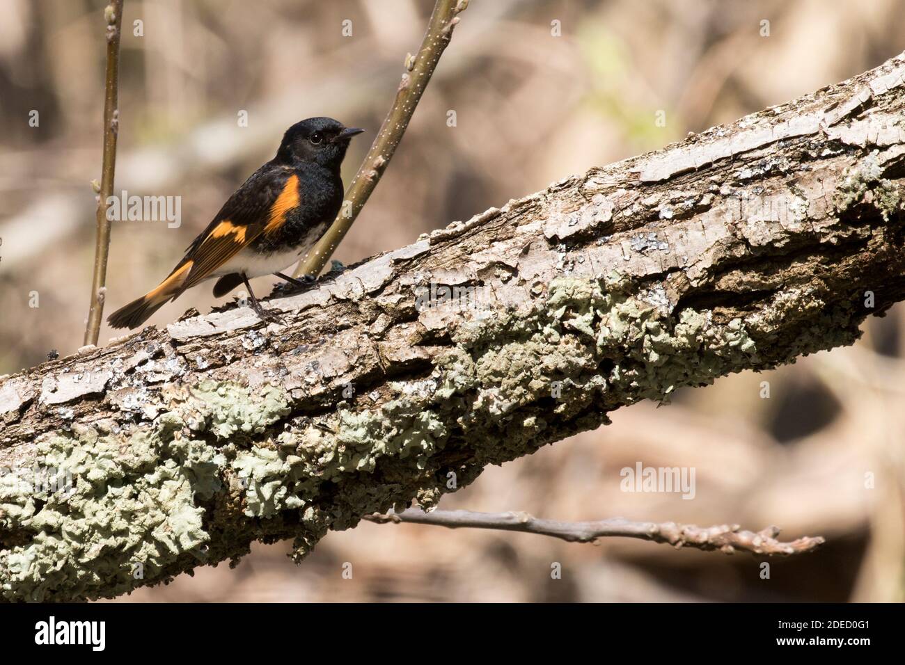 American Redstart (Setophaga ruticilla) perchée sur une branche, long Island, New York Banque D'Images