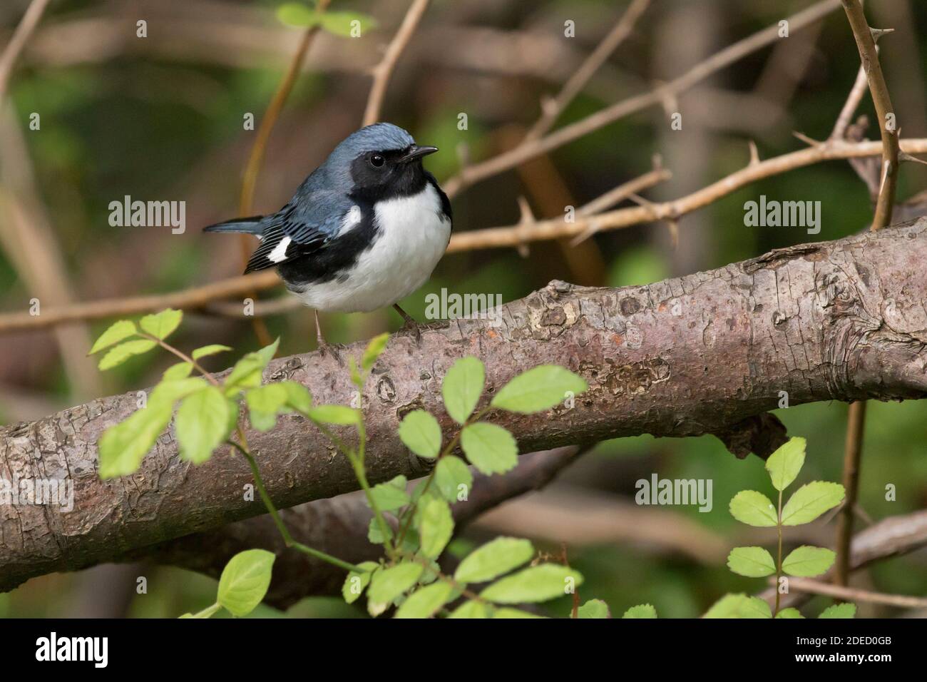 Paruline bleue à gorge noire (Setophaga caerulescens) perchée sur une branche, long Island New York Banque D'Images