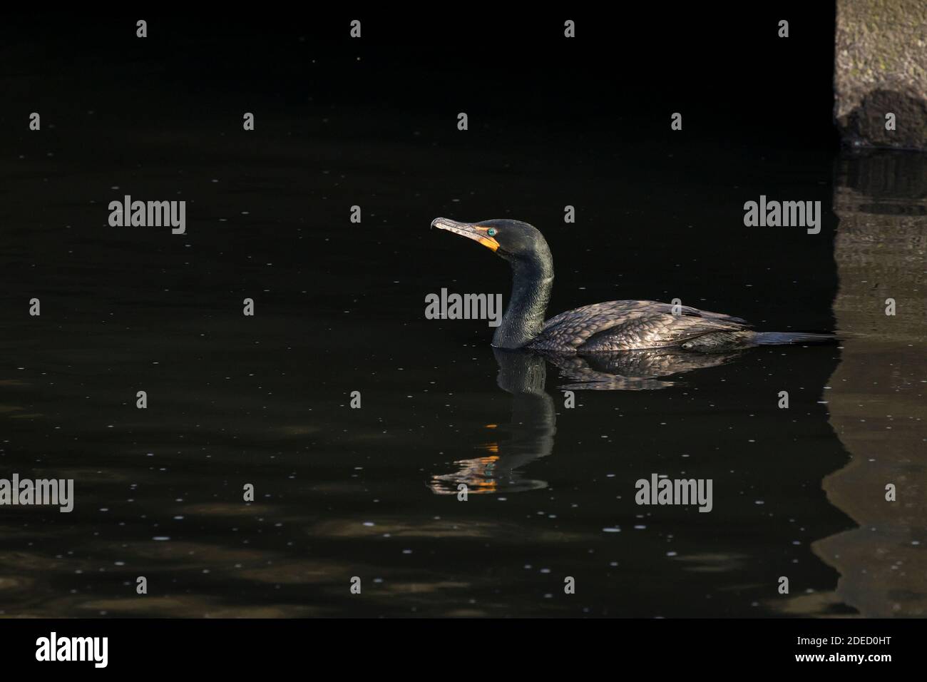 Cormorant à double crête (Phalacrocorax auritus) nageant sur un étang, long Island, New York Banque D'Images