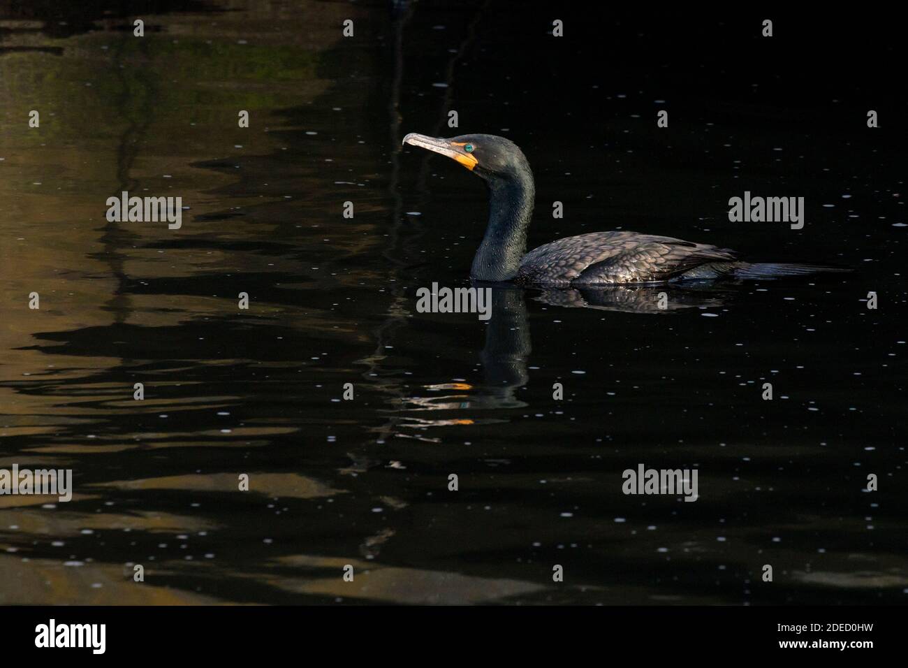 Cormorant à double crête (Phalacrocorax auritus) nageant sur un étang, long Island, New York Banque D'Images
