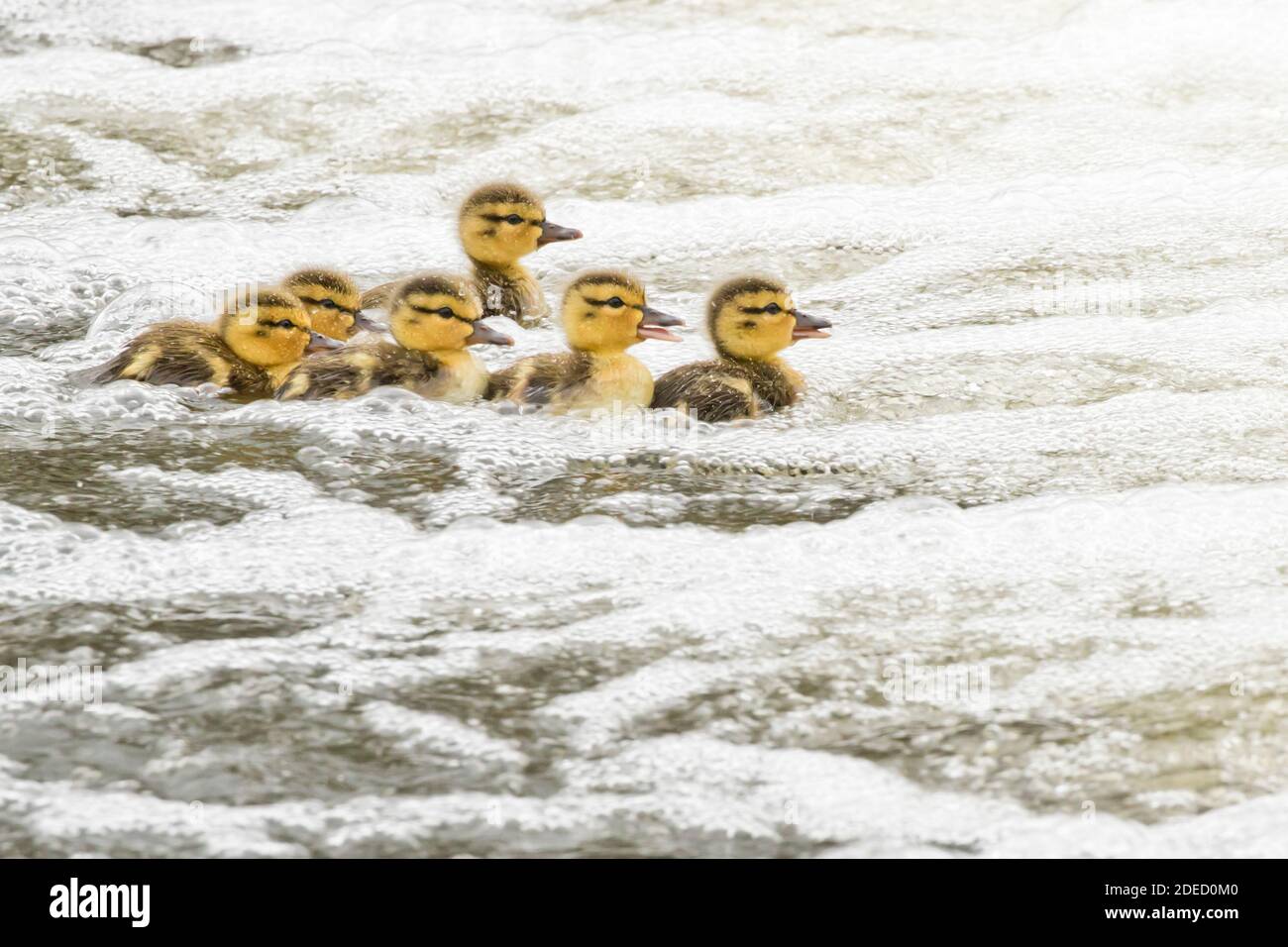 Canetons de collard (Aras platyrhynchos) dans l'eau bouillonnante, séparés de leur mère, long Island New York Banque D'Images