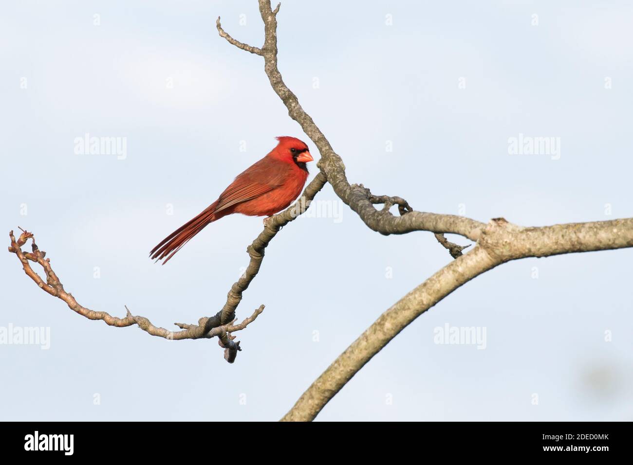 Cardinal du Nord (Cardinalis cardinalis) perché sur une branche, long Island, New York Banque D'Images