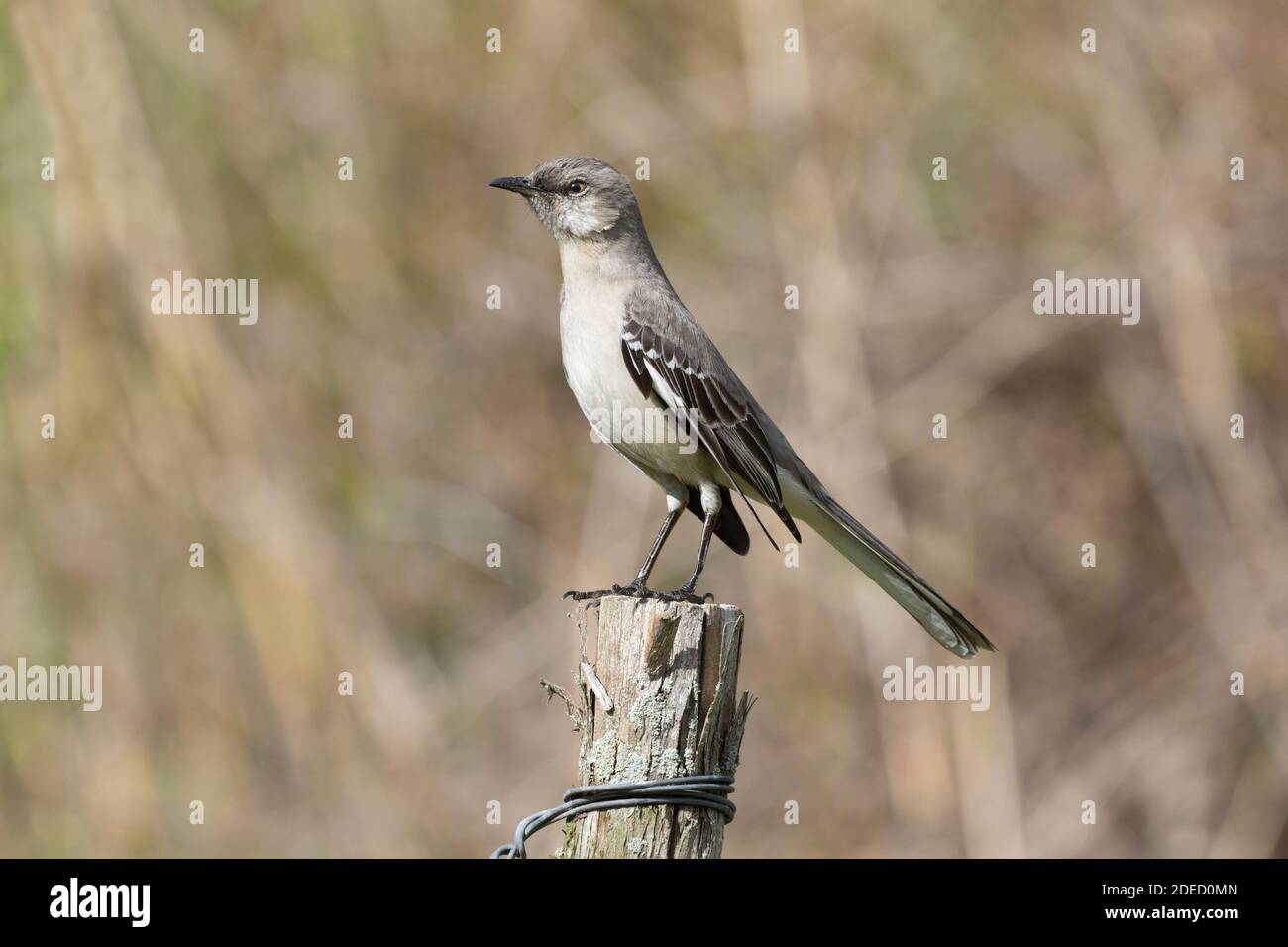 Mockingbird du Nord (Mimus polyglottos) perché sur un poteau en bois, long Island, New York Banque D'Images