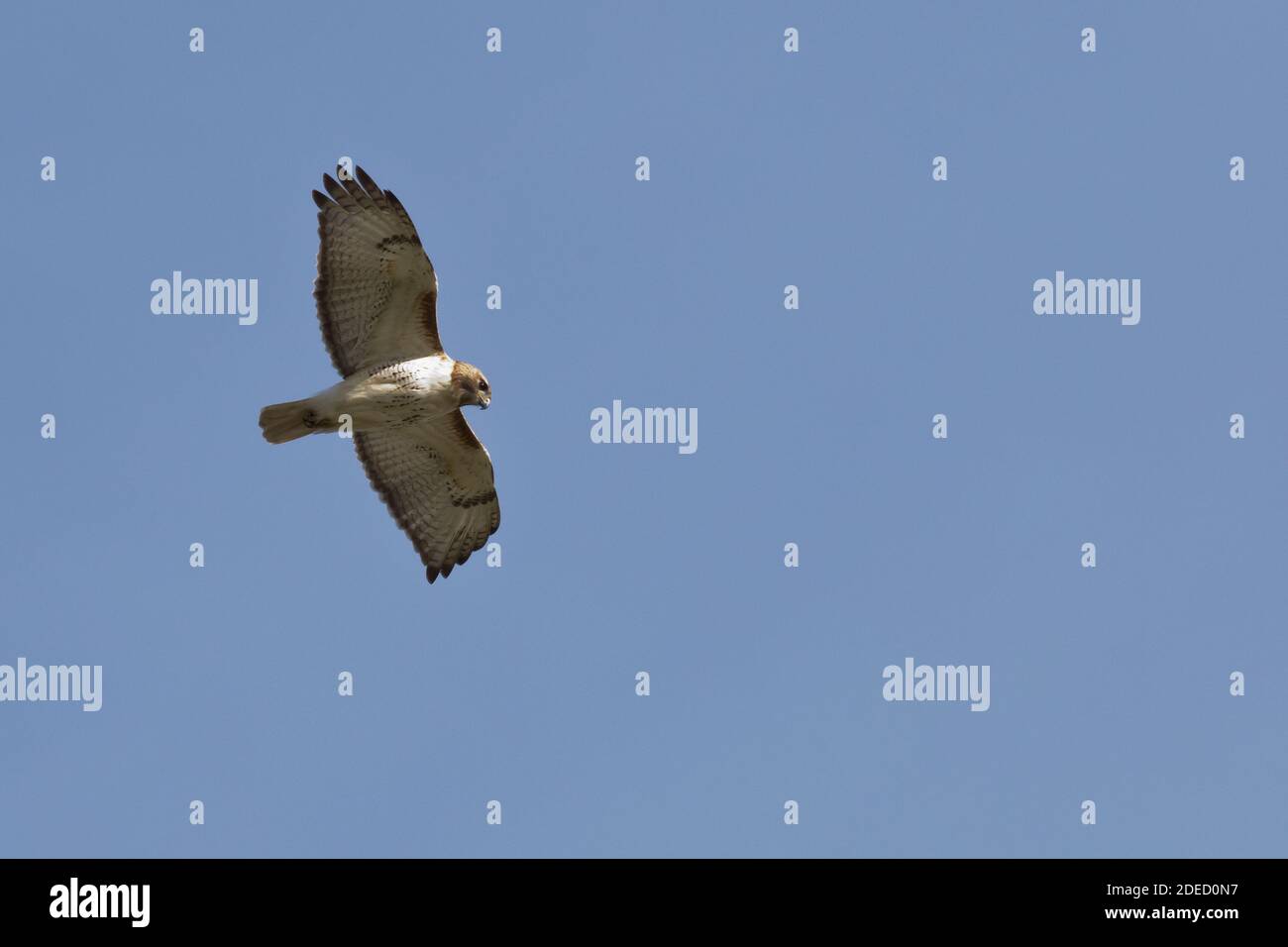 Buse à queue rouge (Buteo jamaicensis) volant, long Island, New York Banque D'Images