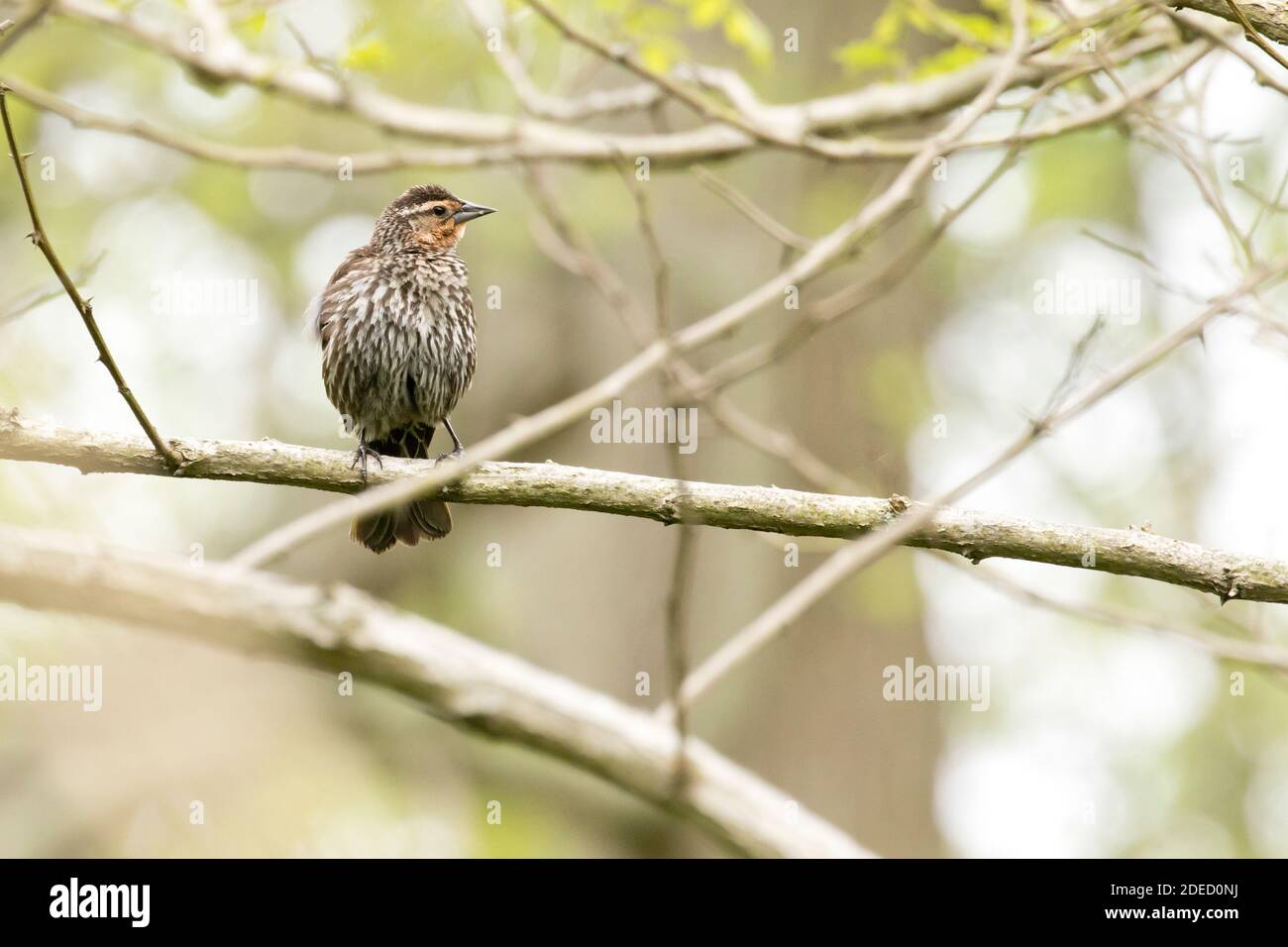 Oiseau-noir à aigree rouge (Agelaius phoeniceus) perché sur une branche, long Island, New York Banque D'Images