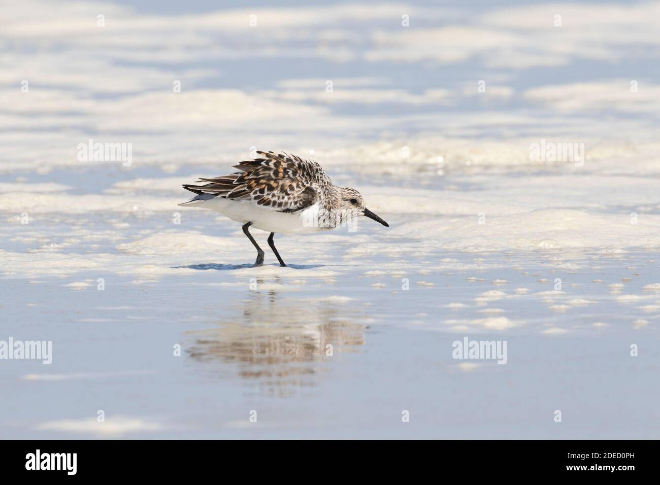 Sanderling (Calidris alba) sur une plage, long Island, New York Banque D'Images