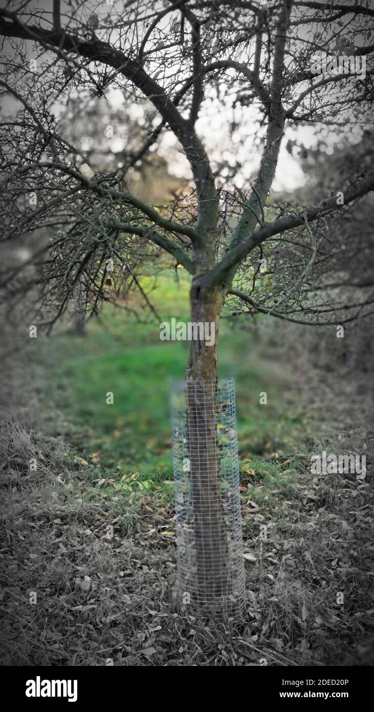 pommier (Malus domestica), arbre fruitier avec protection contre les dommages causés par le gibier et les moutons, Allemagne Banque D'Images