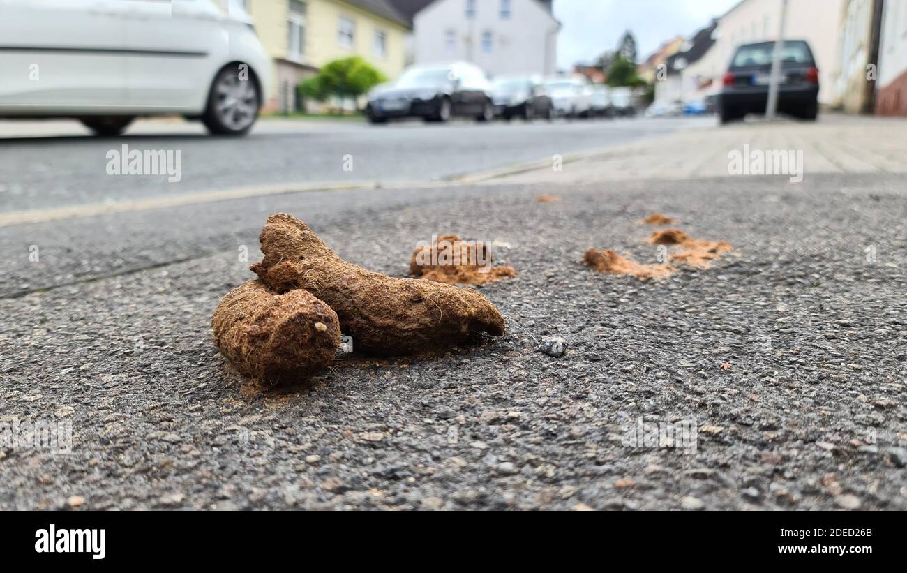 Chute de chien dans une rue dans une ville, Allemagne, Rhénanie-du-Nord-Westphalie, région de la Ruhr Banque D'Images
