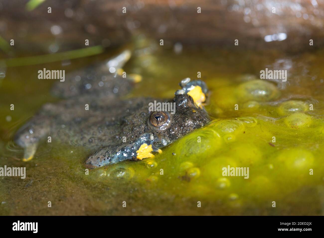 Crapaud à ventre jaune, crapaud à ventre jaune, crapaud à feu variable (Bombina variegata), dans l'eau d'algue, Allemagne Banque D'Images