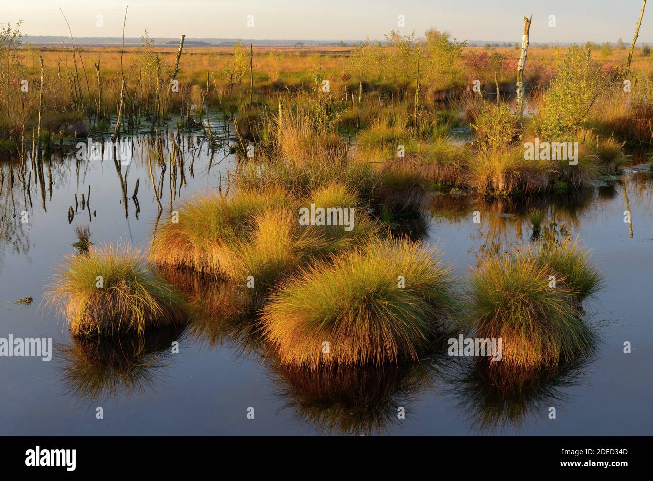 Mire Goldenstedter Moor dans la lumière du soir, Diepholz Moor Depression, Allemagne, Basse-Saxe, Oldenburger Muensterland, Goldenstedt Banque D'Images