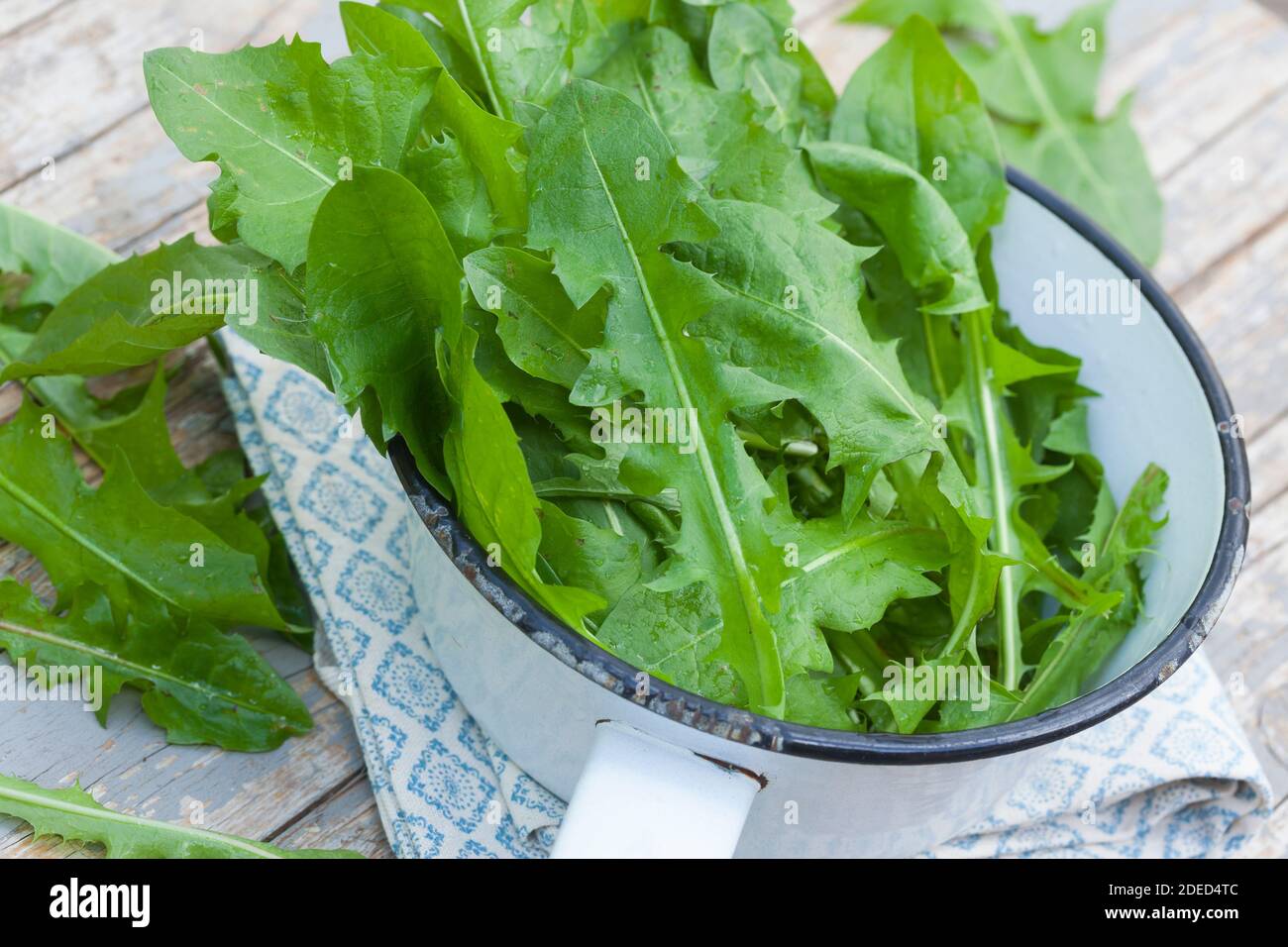 Salade de feuilles de pissenlit Banque de photographies et d’images à ...