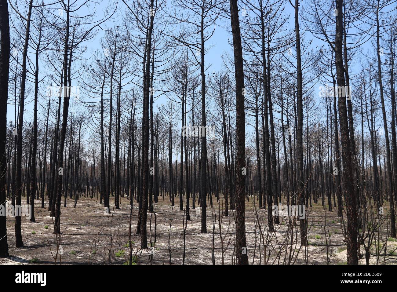 Dégâts causés par un incendie de forêt. Forêt brûlée au Portugal, près d'Aveiro. Arbres morts chararés après un feu de forêt. Banque D'Images