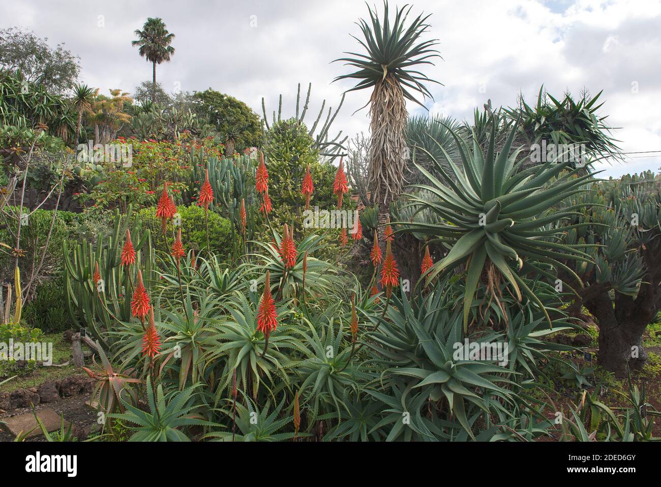 Belle floraison aloe vera à Palheiro, Funchal, Madère, Portuga Banque D'Images